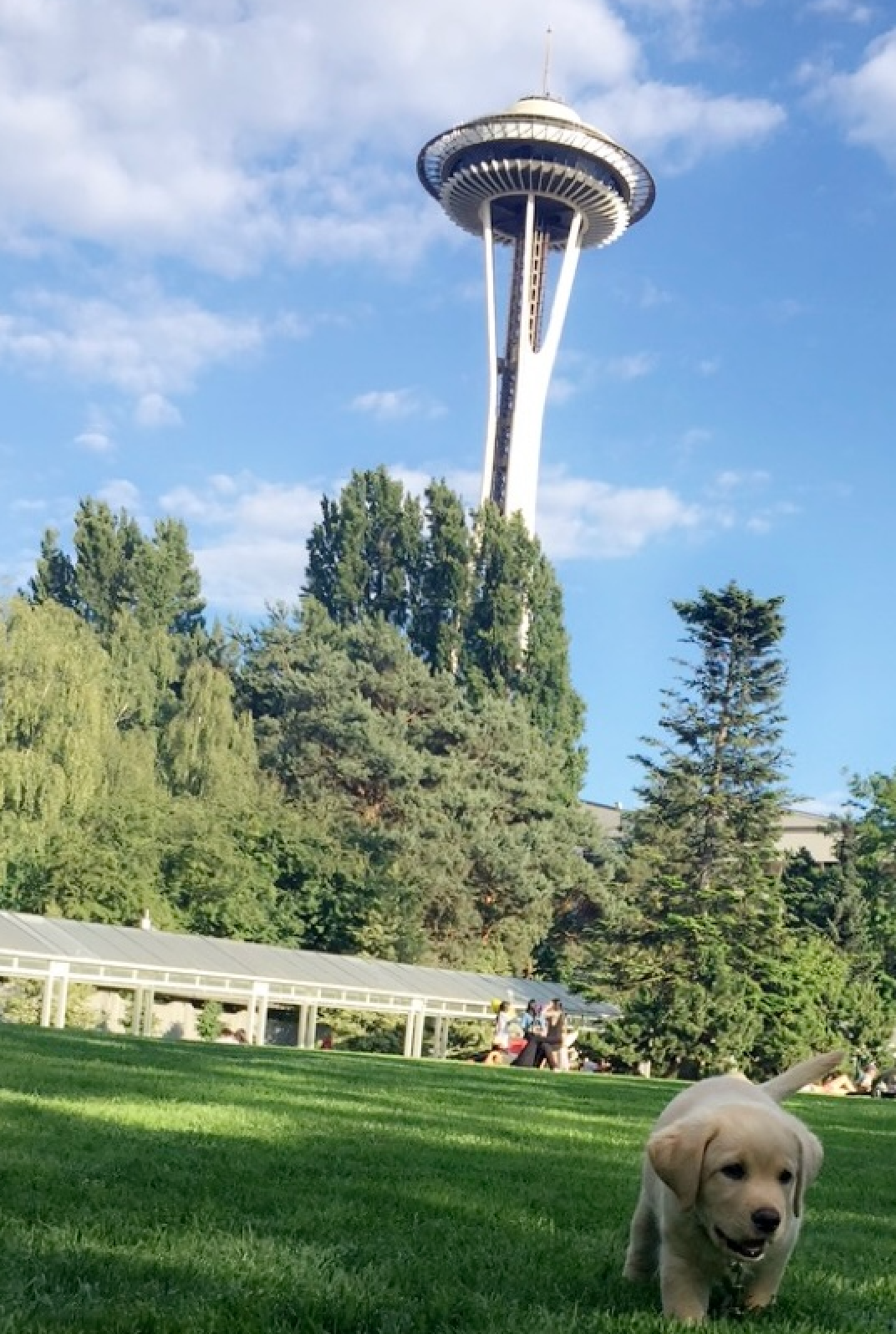 Photograph of the Space Needle in Seattle with a puppy
